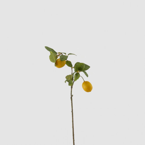Rama de limonero rex