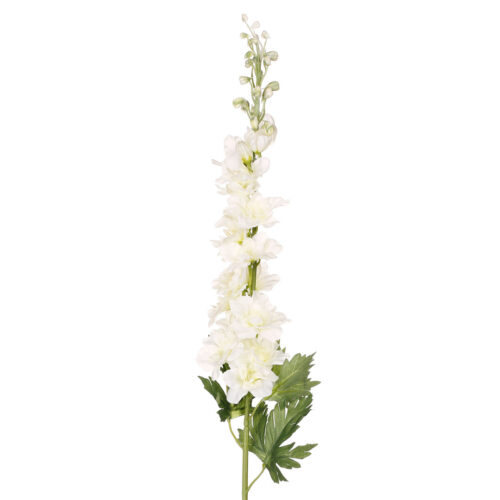 Rama Delphinium blanca