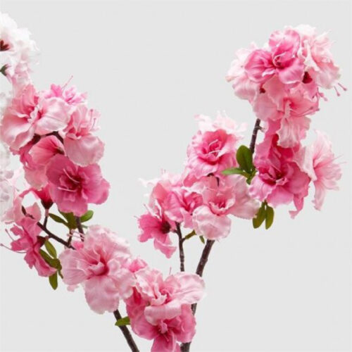 Rama Sakura
