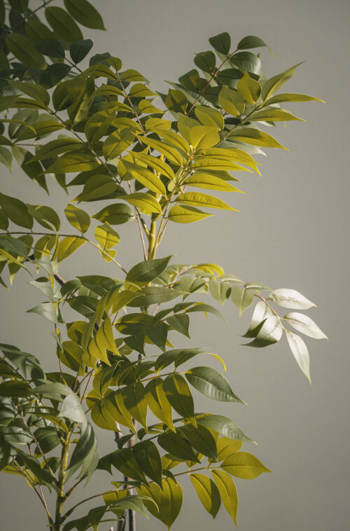 Rama Plinia H120 - Imagen 5