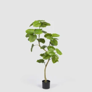 Ficus-artificial-umbrellata