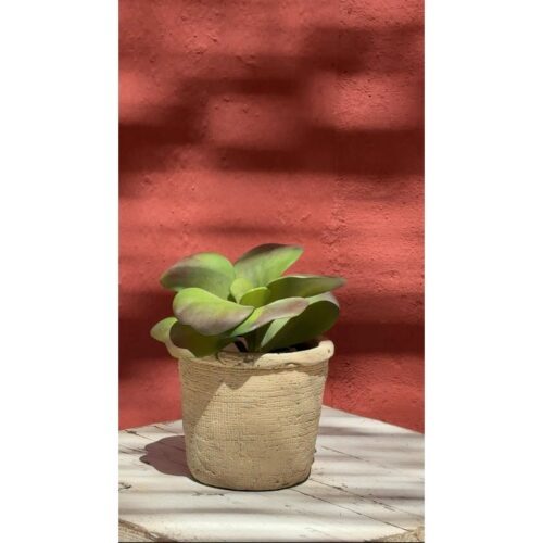 Suculenta Kalanchoe