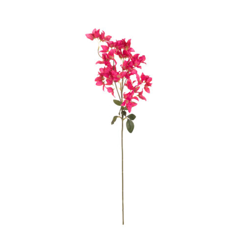 Buganvilla fucsia