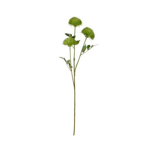 Cardo Verde