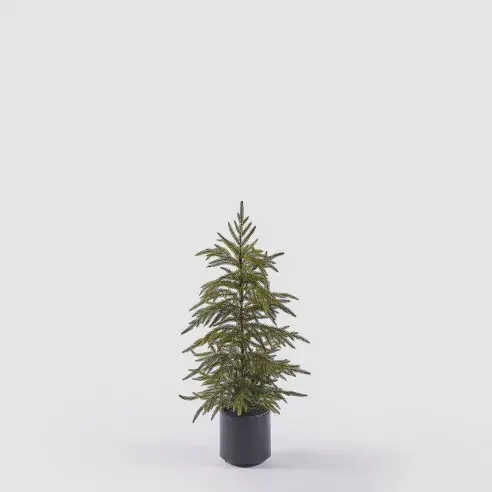 Árbol de navidad de Cryptomeria con maceta