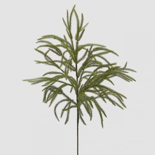 Rama Cryptomeria Premium