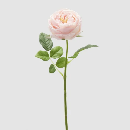 Rosa Inglesa Premium (Rosa)