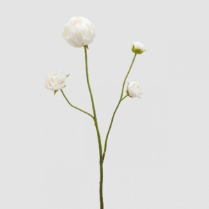 rama-peonia-con-brote-blanca